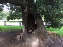Hollow Tree